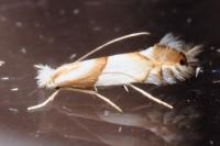 Phyllonorycter roboris