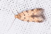Pseudotelphusa occidentella