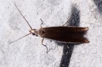 Coleophora albella