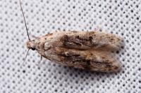 Altenia scriptella
