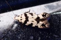 Pseudotelphusa scalella