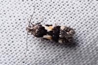 Teleiodes luculella