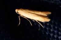 Crassa unitella
