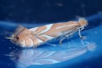 Phyllonorycter endryella