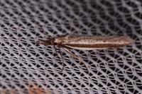 Pleurota
