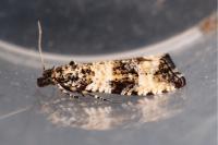 Celypha rurestrana