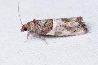 Phaneta pauperana