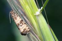 Celypha rurestrana