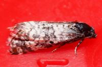 Hysterophora maculosana