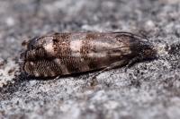 Pammene splendidulana