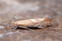Phyllonorycter endryella