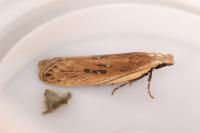 Nothris congressariella