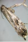 Nemapogon granellus