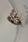 Nemapogon granellus