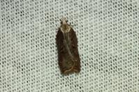 Acleris cristana