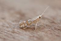 Phyllonorycter