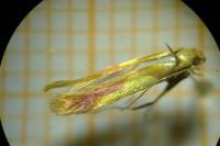 Caloptilia alchimiella