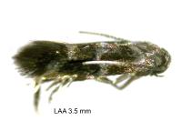 Stephensia brunnichella