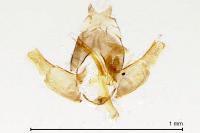 Stephensia brunnichella