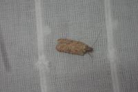 Agonopterix