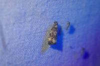 Endothenia gr. gentianaeana