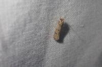 Tinea basifasciella