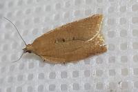 Clepsis consimilana