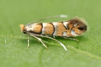 Phyllonorycter klemannella