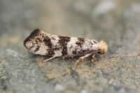 Infurcitinea atrifasciella