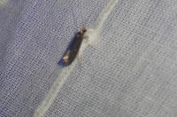 Monopis nigricantella