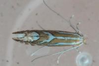 Phyllonorycter