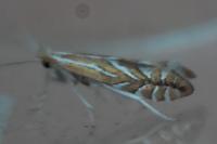 Phyllonorycter