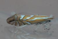 Phyllonorycter