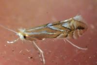 Phyllonorycter