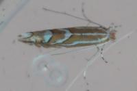 Phyllonorycter