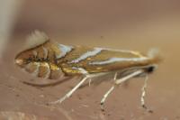 Phyllonorycter