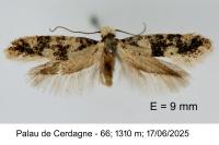 Infurcitinea atrifasciella