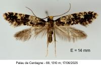 Nemapogon cloacellus