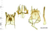 Nemapogon cloacellus