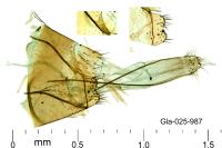Infurcitinea atrifasciella