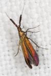 Coleophora