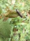 Glyphipterix fuscoviridella