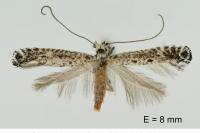 Parornix szocsi