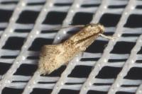 Elachista bedellella