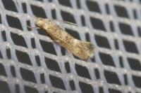 Elachista bedellella