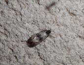 Cochylichroa atricapitana