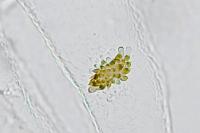 Mirificarma lentiginosella