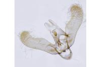 Elachista lugdunensis