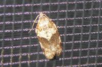 Syndemis musculana