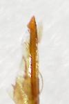 Nematopogon swammerdamella